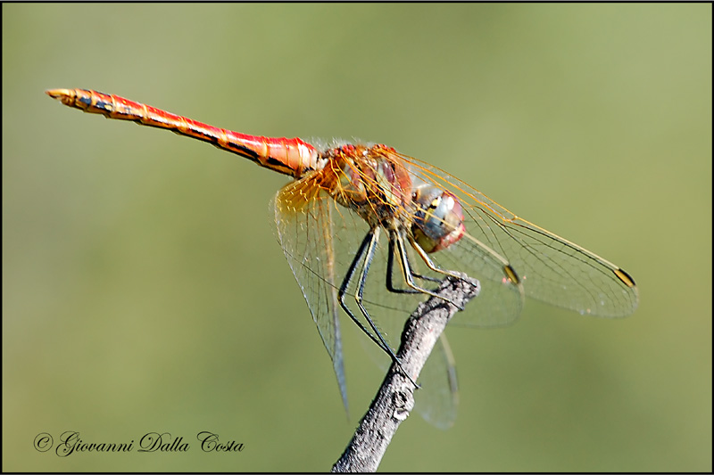 Sympetrum fonscolombii